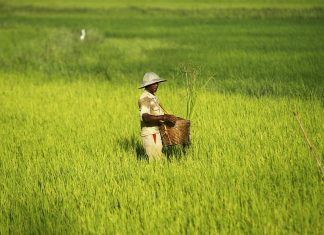 Myanmar Rice Field