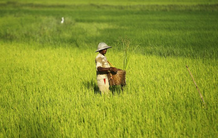 Myanmar Rice Field